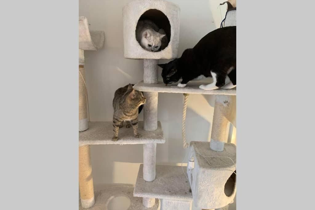 Проживание в семье Great Stay Between Airport and City!With Cats. Хельсинки