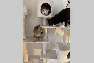 Проживание в семье Great Stay Between Airport and City!With Cats. Хельсинки Двухместный номер с 1 кроватью и общей ванной комнатой-14