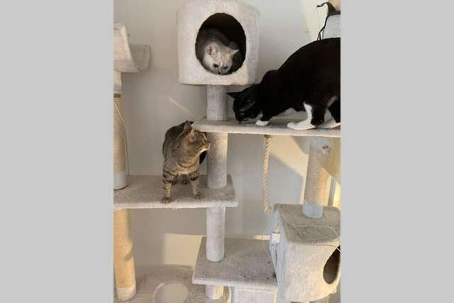 Проживание в семье Great Stay Between Airport and City!With Cats. Хельсинки-33